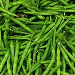 Blue Lake Pole Bean Seeds, 100+ Premium Heirloom Seeds, FM1K, Fantastic Addition to Your Home Garden!, (Isla's Garden Seeds), Non GMO, 85-90% Germination Rates, Highest Quality Seeds