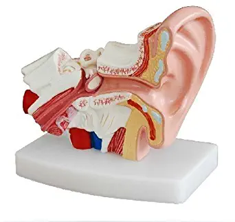 Doc.Royal Human Professional Desktop Ear Joint Simulation Model Medical Anatomy PVC Plastic Type DR-XF-102
