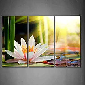 3 Panel Wall Art Beautiful Water Lily Sunshine Painting The Picture Print On Canvas Flower Pictures for Home Decor Decoration Gift Piece (Stretched by Wooden Frame,Ready to Hang)