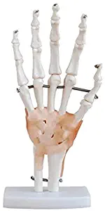 DOCAZON OrthoGod - The Wrist Joint Tabletop Life Size Medical Model of The Human Hand Anatomy - Perfect for Doctors Office Decor Patient Education Clinic Room Student orthopedics Sports Medicine